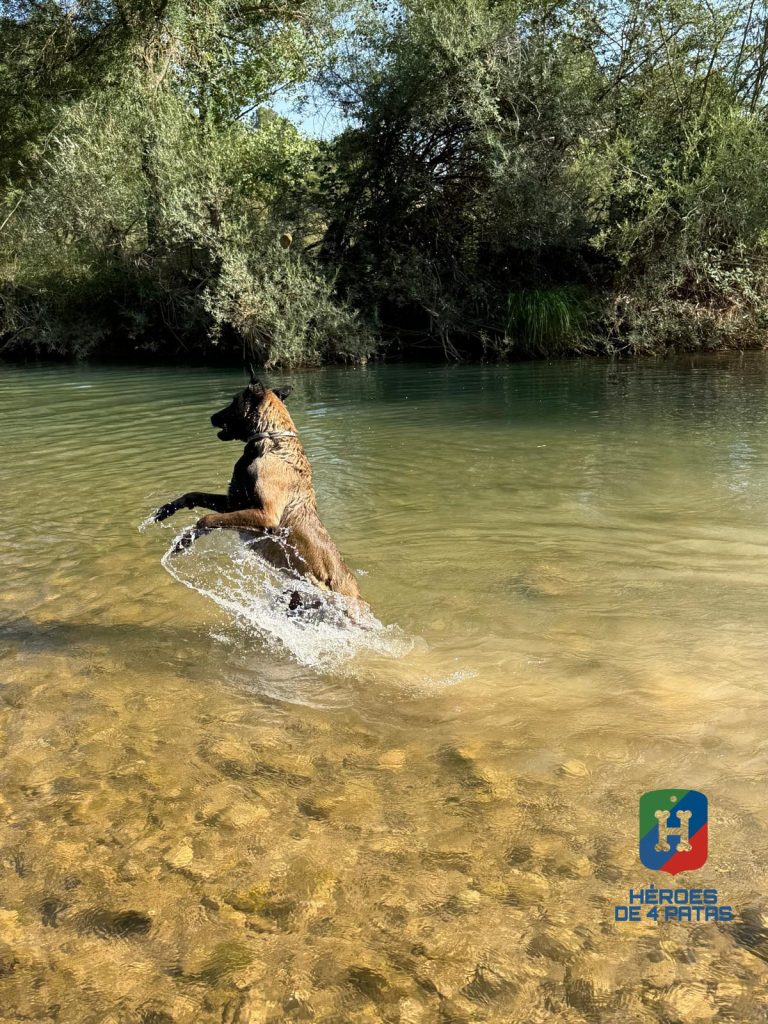 Walter, Pastor Belga Malinois