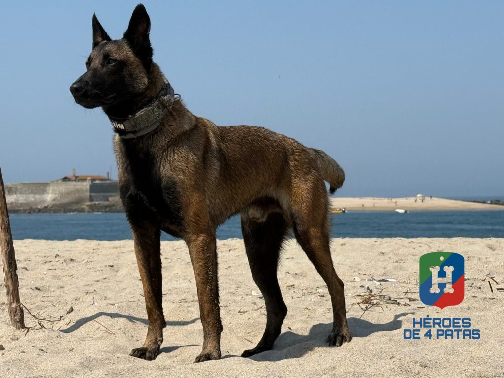 Walter, Pastor Belga Malinois