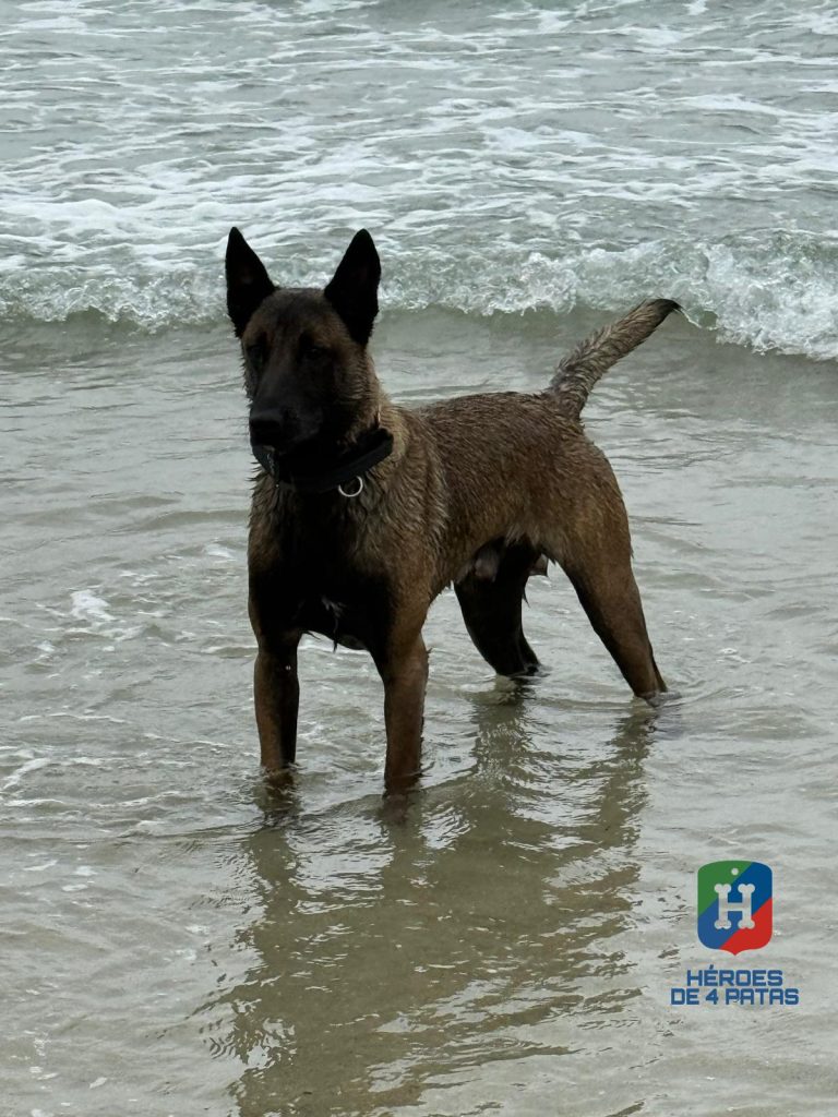 Walter, Pastor Belga Malinois