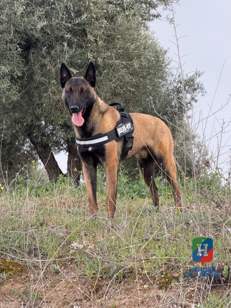 Walter, Pastor Belga Malinois