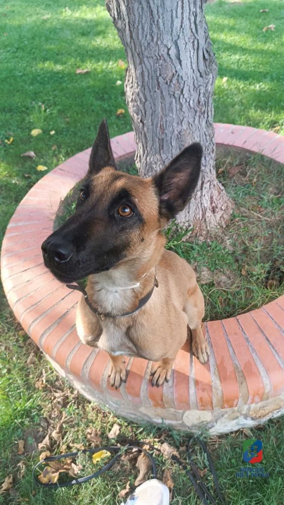 Zuri, Pastor Belga Malinois