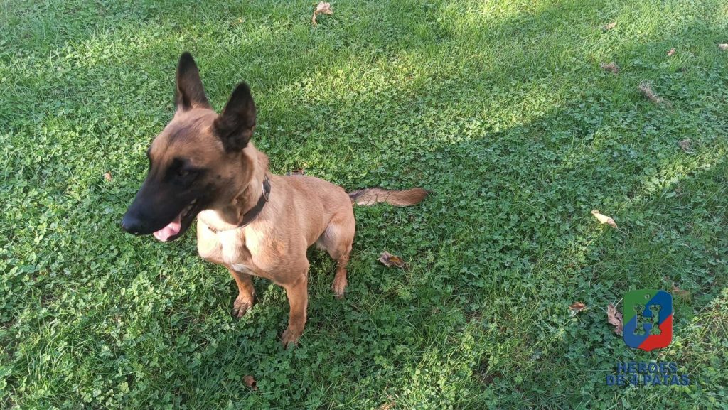 Zuri, Pastor Belga Malinois