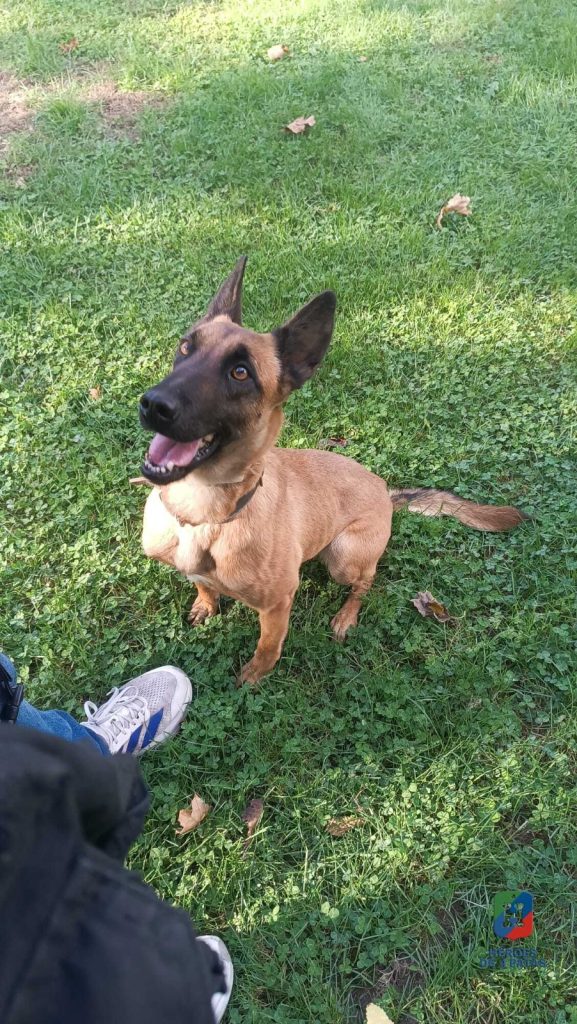 Zuri, Pastor Belga Malinois