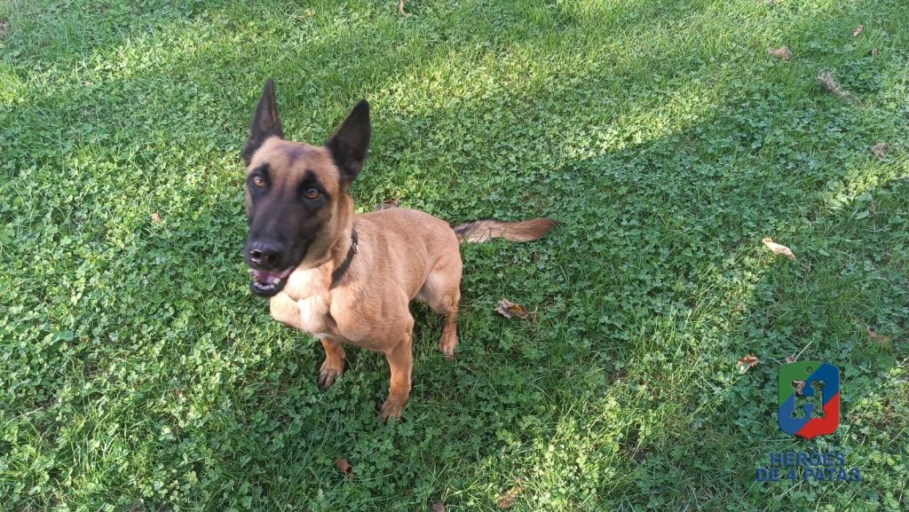 Zuri, Pastor Belga Malinois