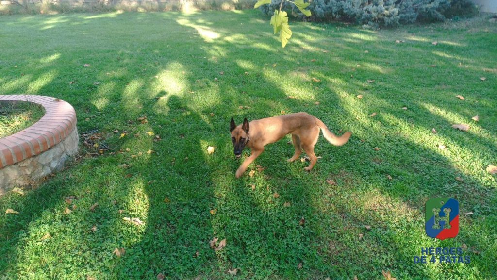 Zuri, Pastor Belga Malinois