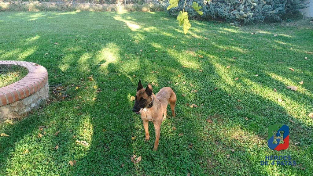 Zuri, Pastor Belga Malinois