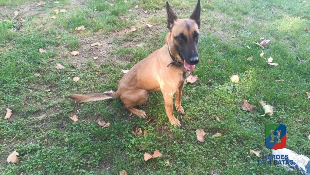 Zuri, Pastor Belga Malinois