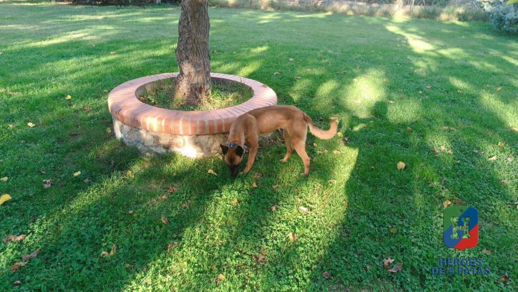 Zuri, Pastor Belga Malinois