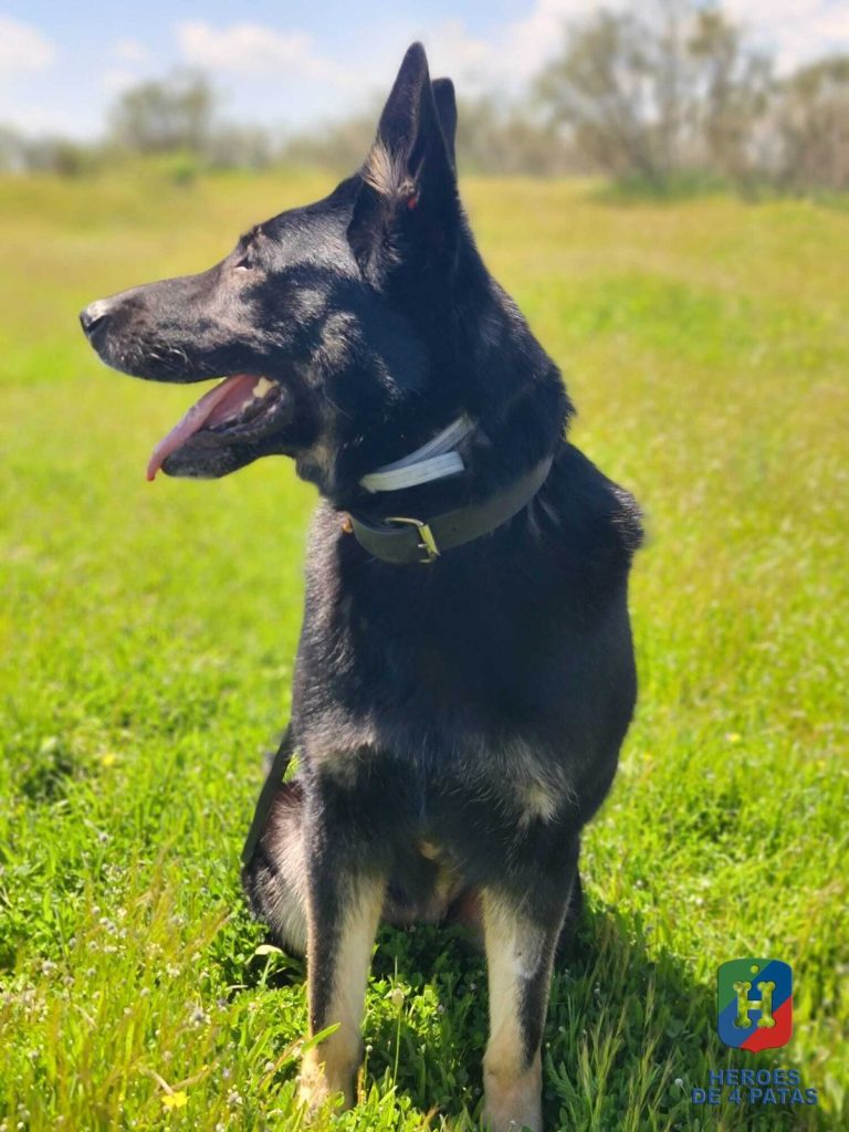 Dora, Pastor Alemán