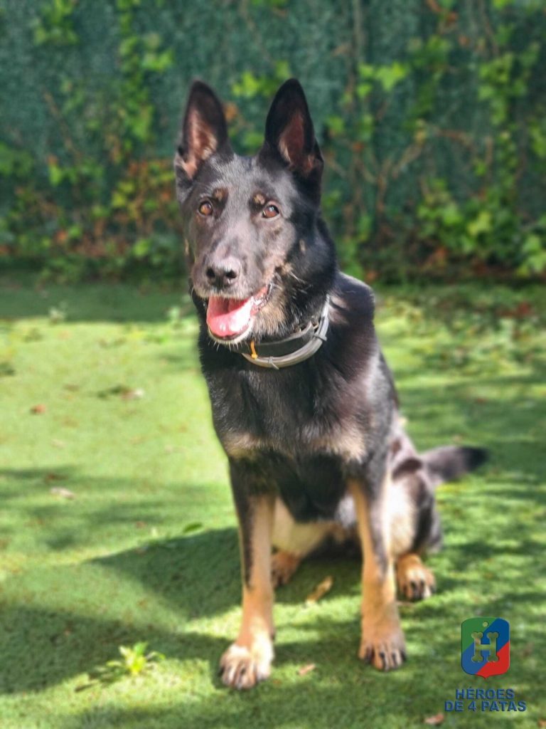 Dora, Pastor Alemán