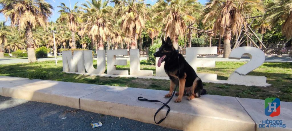 Nova, Pastor Alemán