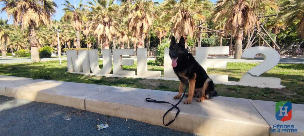 Nova, Pastor Alemán