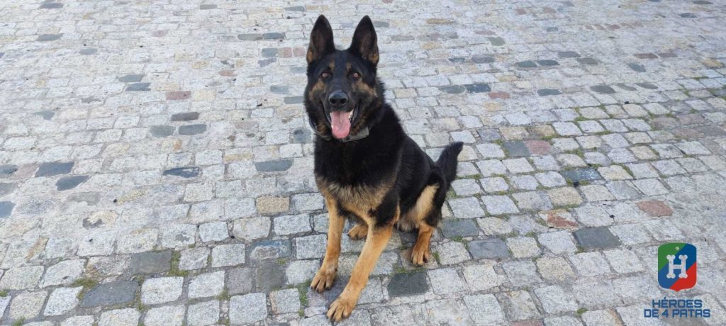 Nova, Pastor Alemán