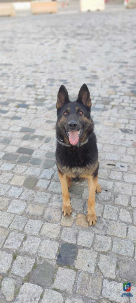 Nova, Pastor Alemán