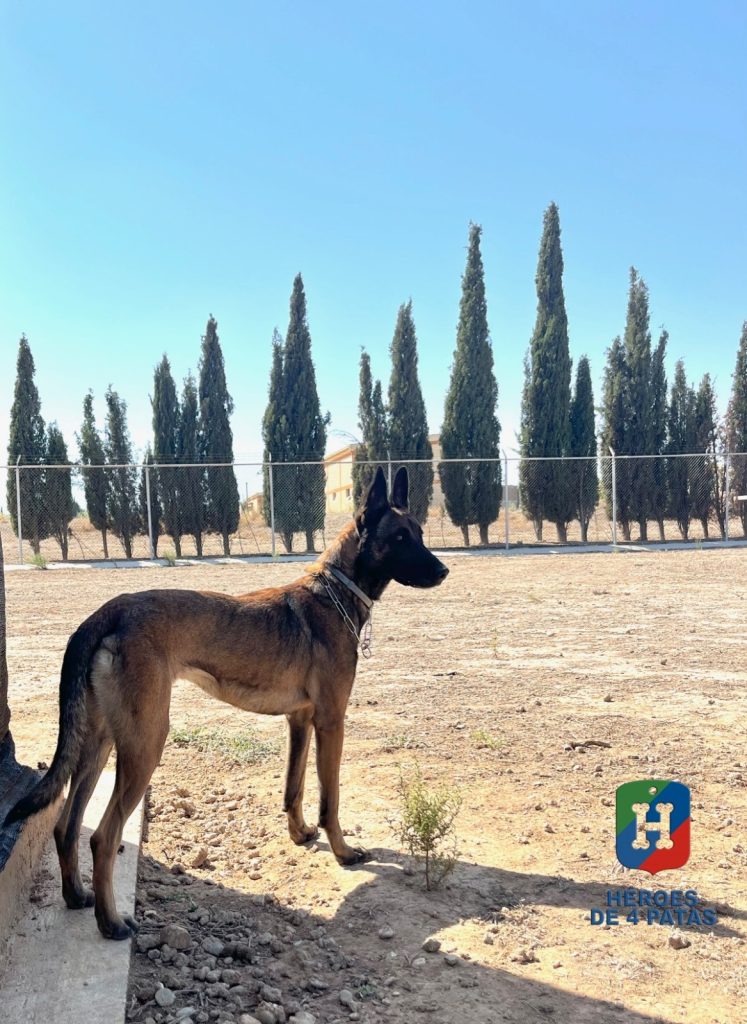 Olivia, Pastor Belga Malinois