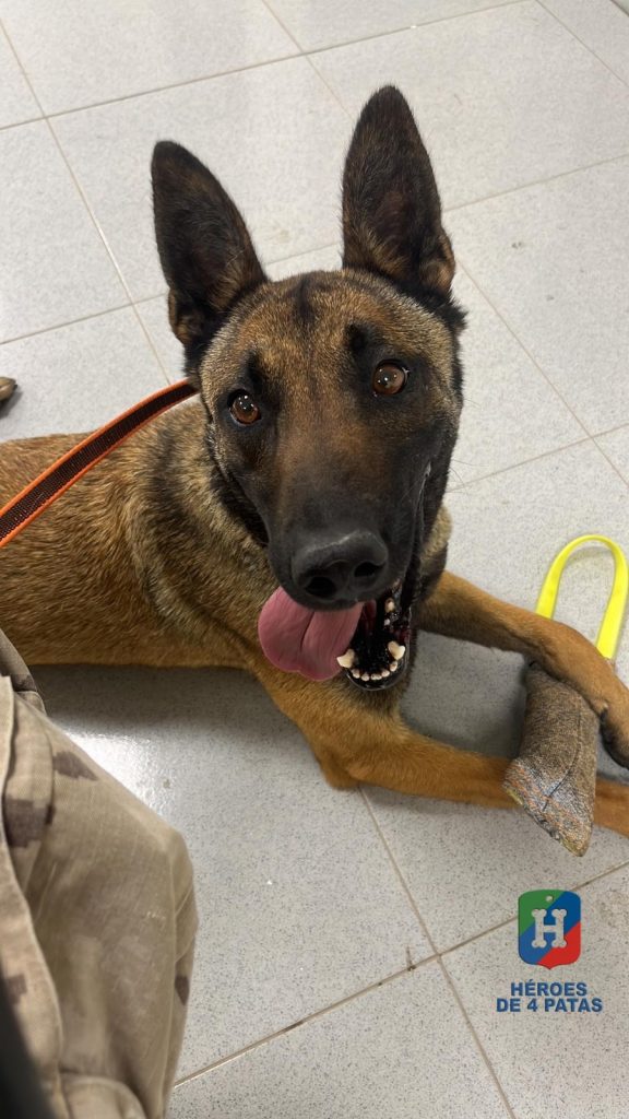 Olivia, Pastor Belga Malinois