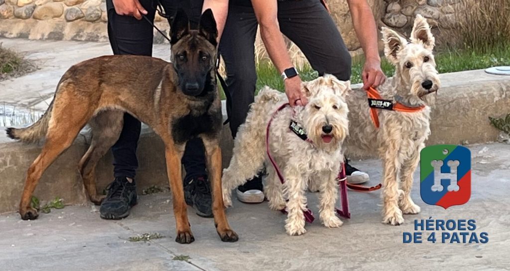 Olivia, Pastor Belga Malinois