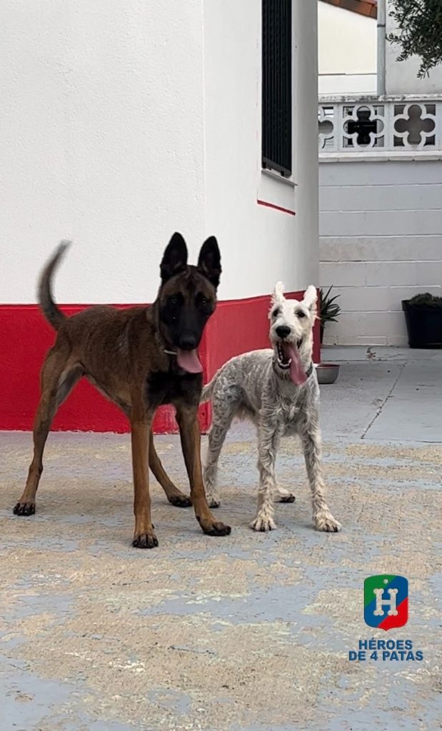 Olivia, Pastor Belga Malinois