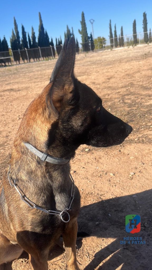 Olivia, Pastor Belga Malinois