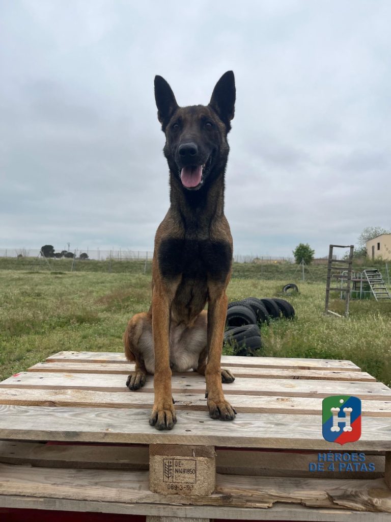 Olivia, Pastor Belga Malinois