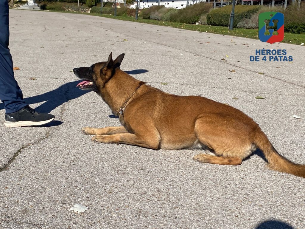 Thor, Pastor Belga Malinois
