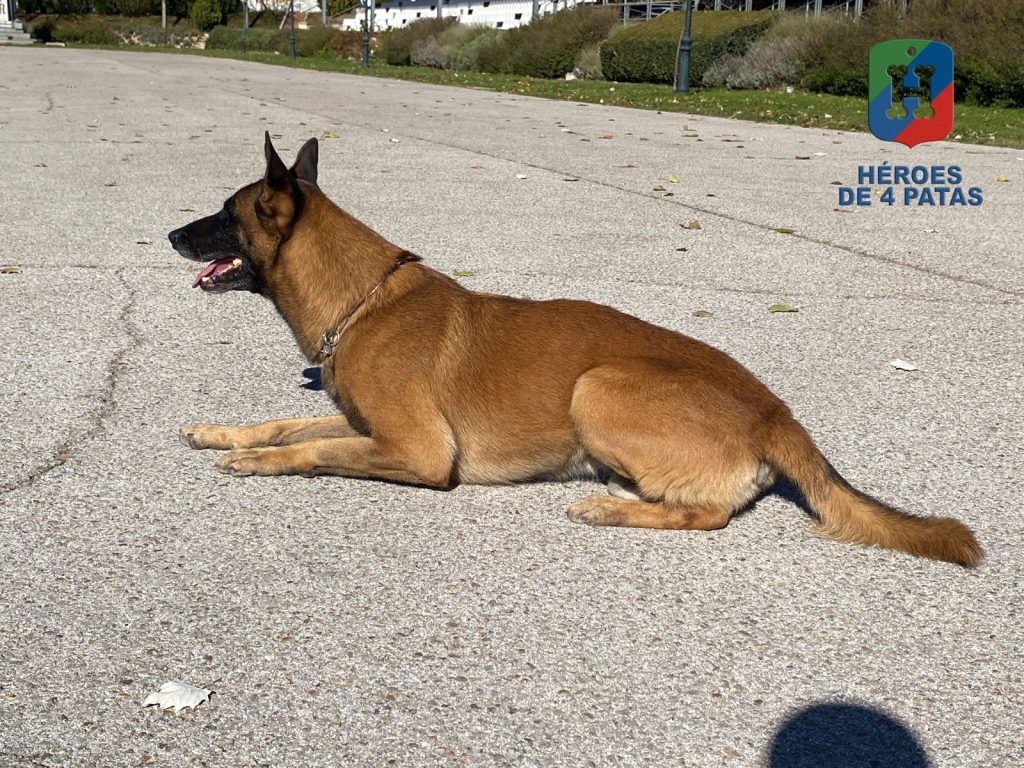 Thor, Pastor Belga Malinois