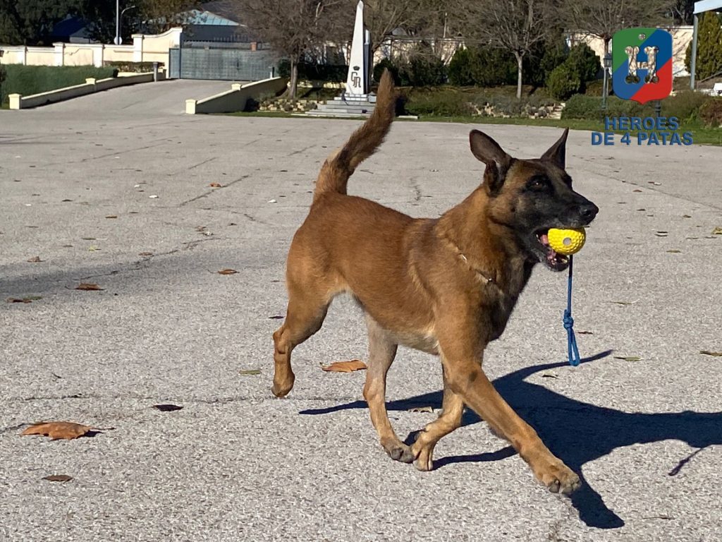 Thor, Pastor Belga Malinois