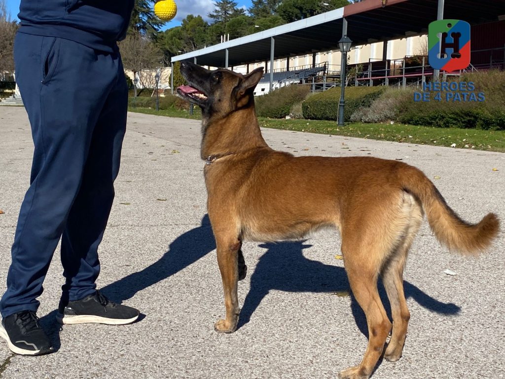 Thor, Pastor Belga Malinois