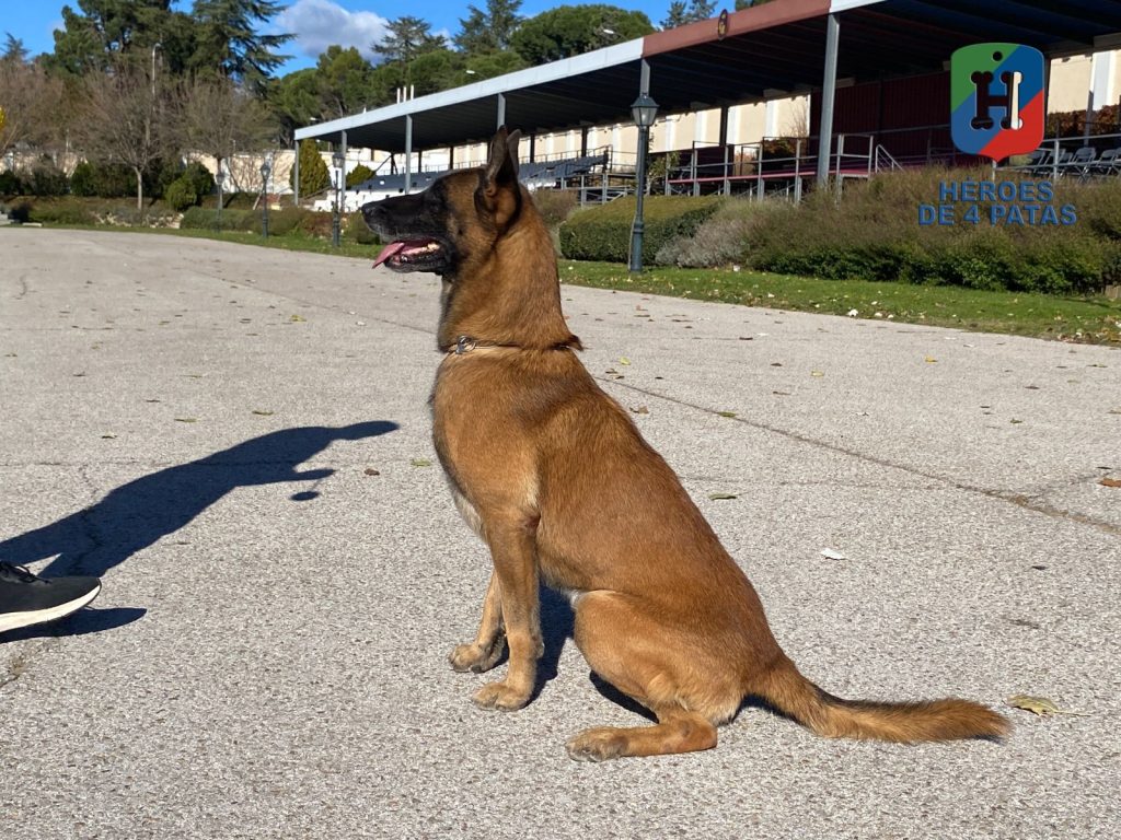 Thor, Pastor Belga Malinois