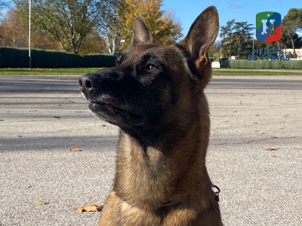 Thor, Pastor Belga Malinois