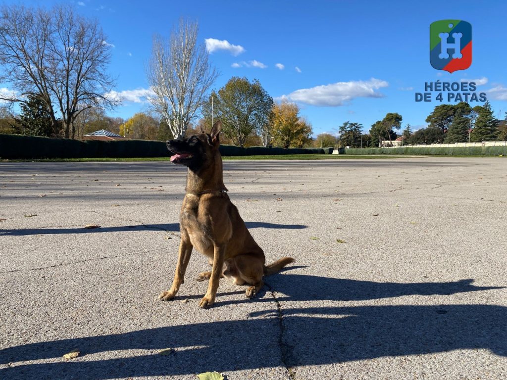 Thor, Pastor Belga Malinois