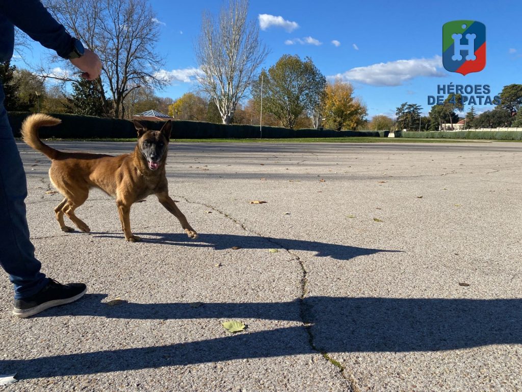 Thor, Pastor Belga Malinois