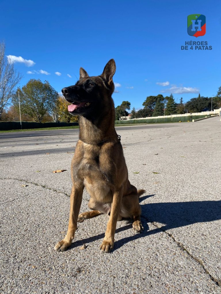 Thor, Pastor Belga Malinois