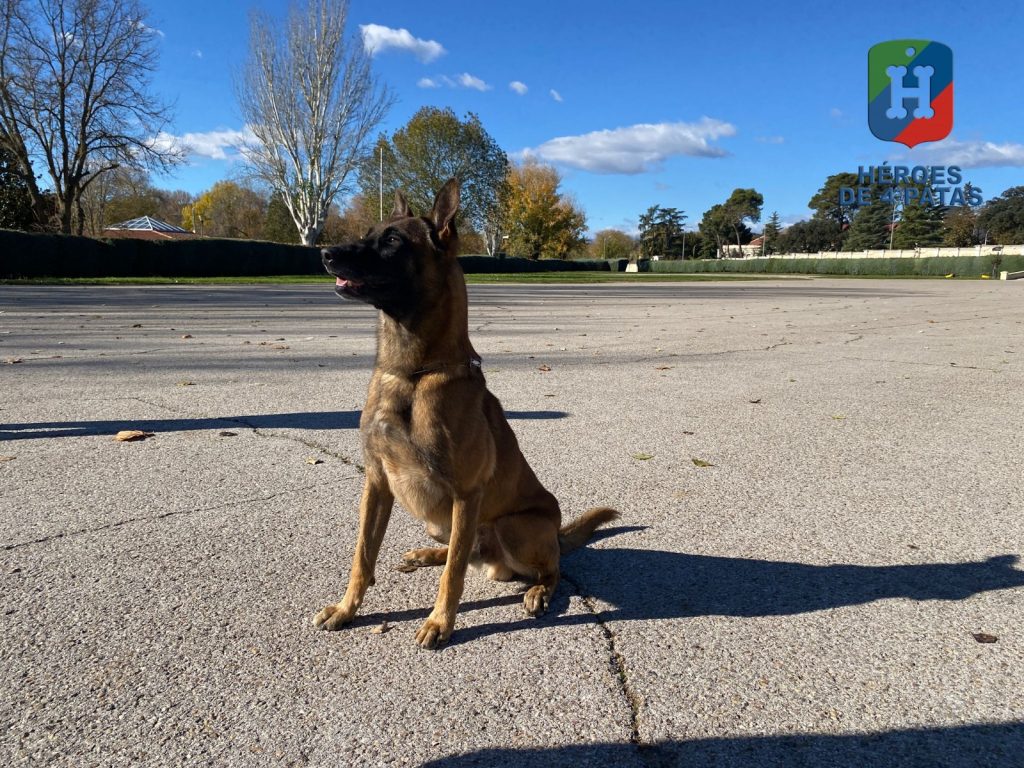 Thor, Pastor Belga Malinois