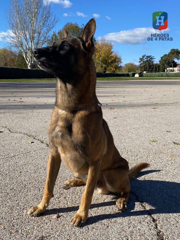 Thor, Pastor Belga Malinois