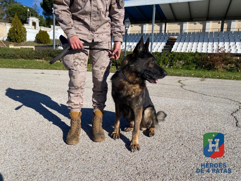 Naruk, Pastor Alemán