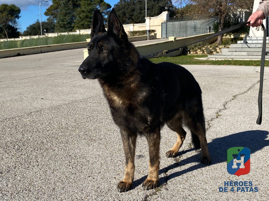 Naruk, Pastor Alemán