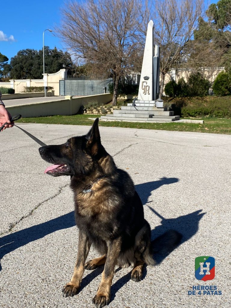 Naruk, Pastor Alemán