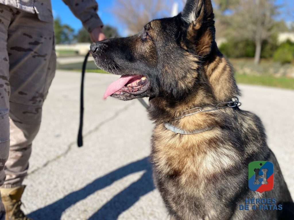 Naruk, Pastor Alemán