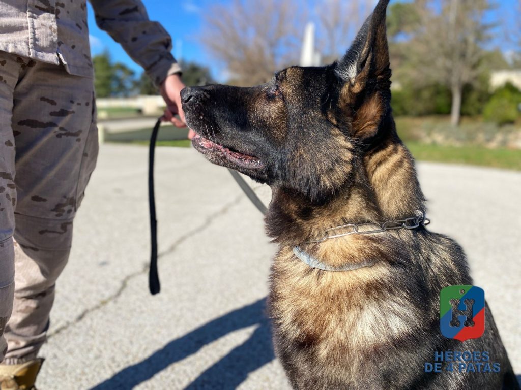Naruk, Pastor Alemán