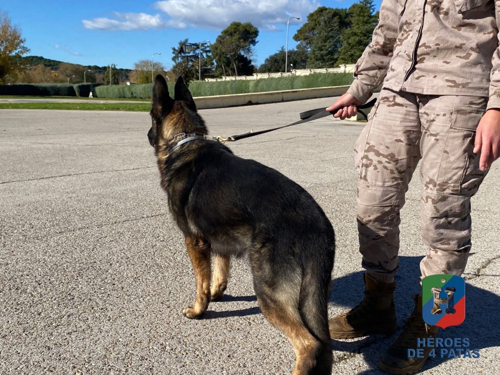 Naruk, Pastor Alemán