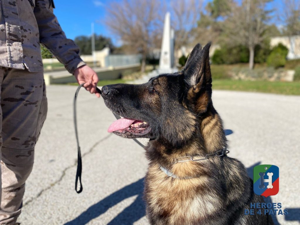 Naruk, Pastor Alemán
