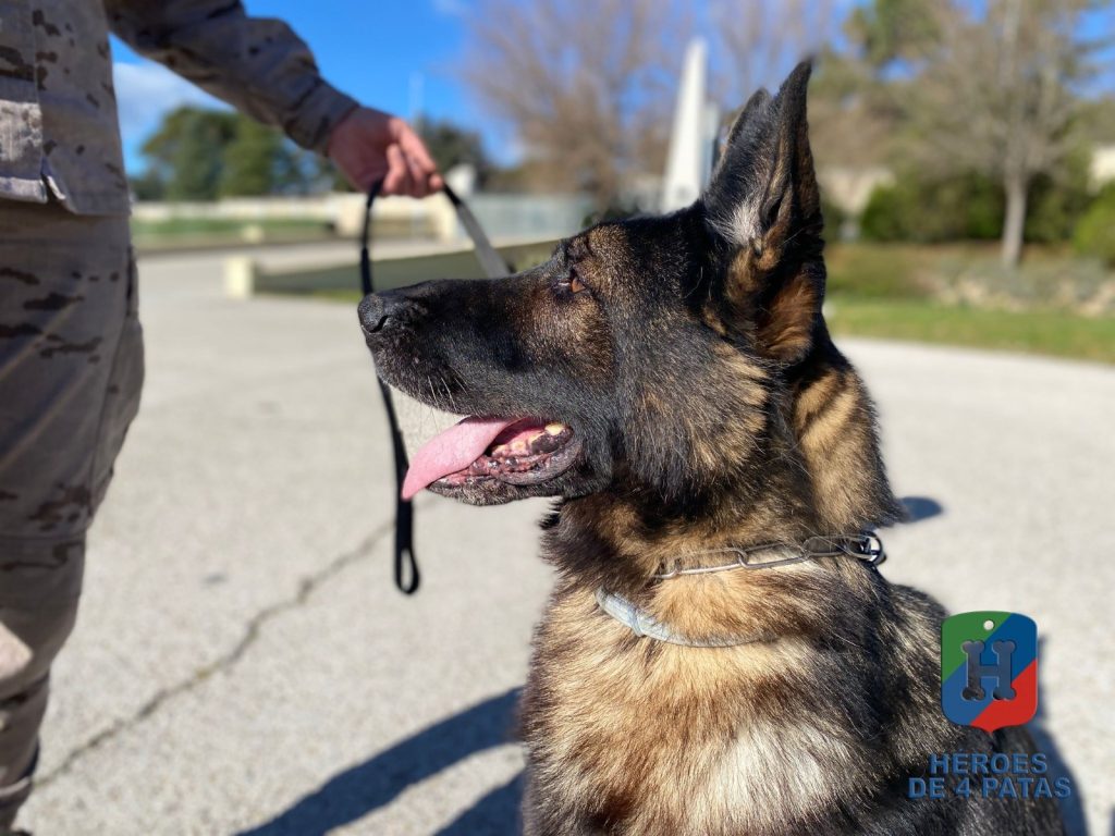 Naruk, Pastor Alemán