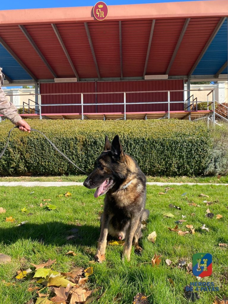 Naruk, Pastor Alemán