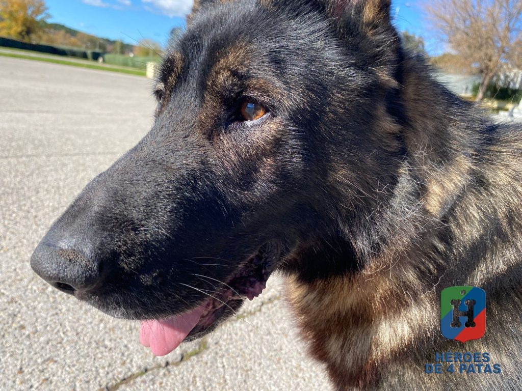 Naruk, Pastor Alemán