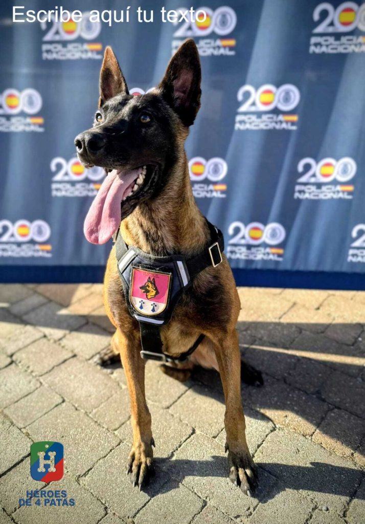 Yuma, Pastor Belga Malinois