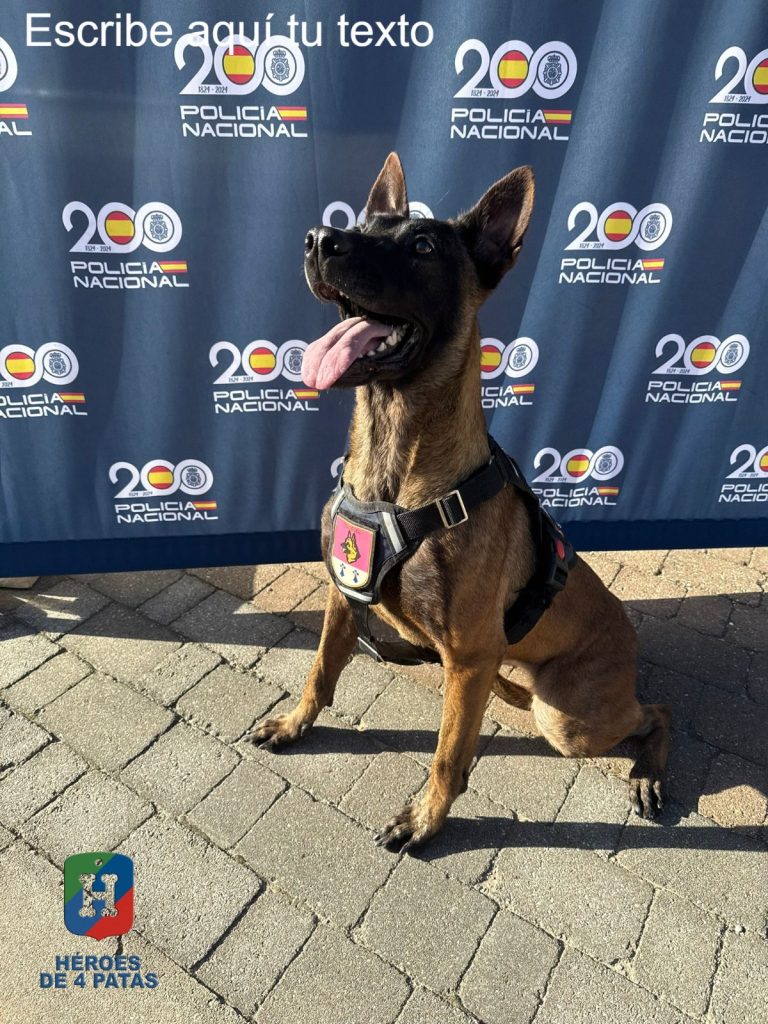 Yuma, Pastor Belga Malinois