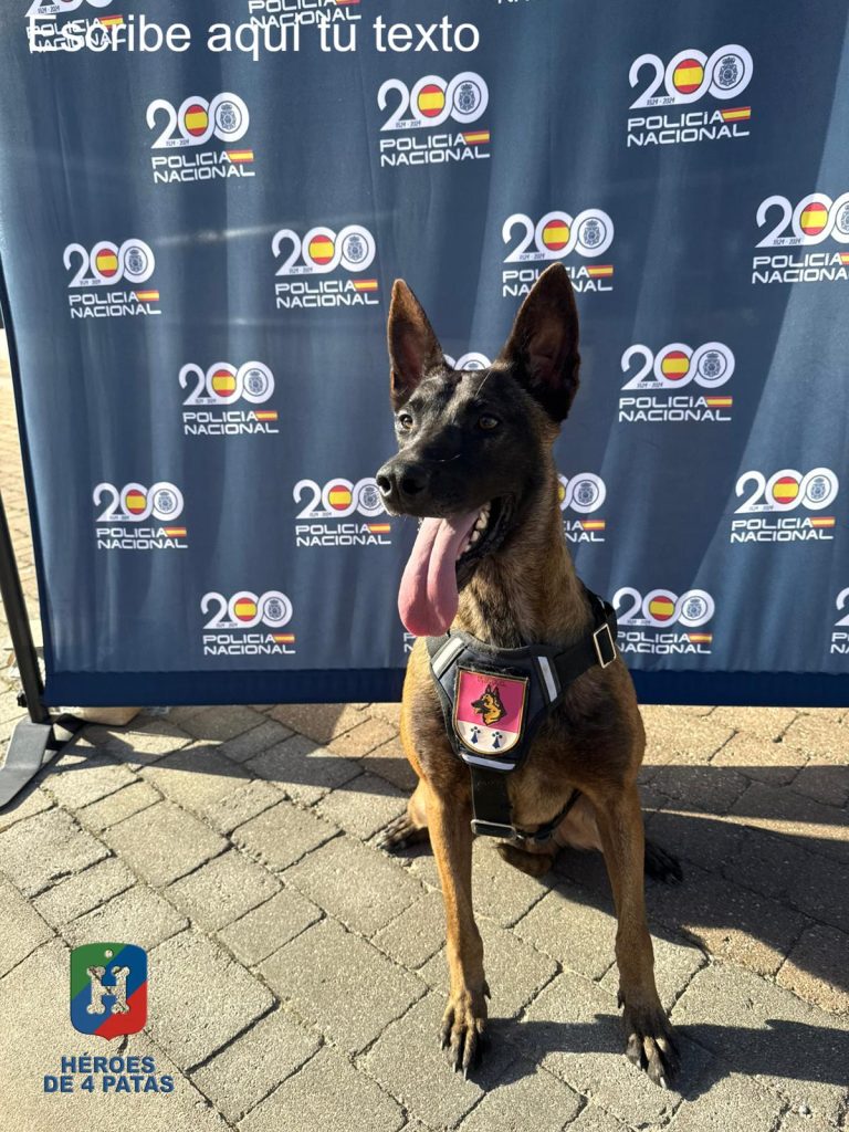 Yuma, Pastor Belga Malinois