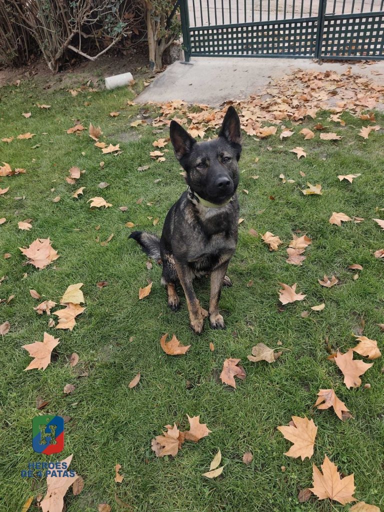 Kaja, Pastor Alemán