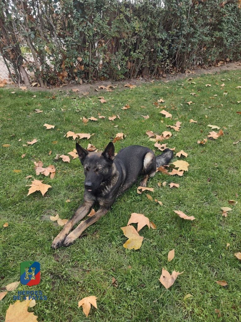 Kaja, Pastor Alemán